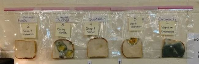 Rebanadas de pan en bolsas de plástico muestran cantidades variables de moho