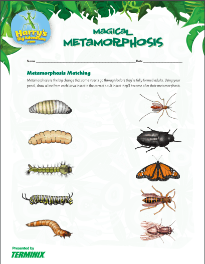 Actividad de insectos metamórficos: juego de combinación con varios insectos en la hoja de trabajo