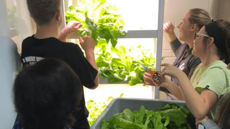 Los estudiantes cosechan lechuga del jardín del aula hidropónica