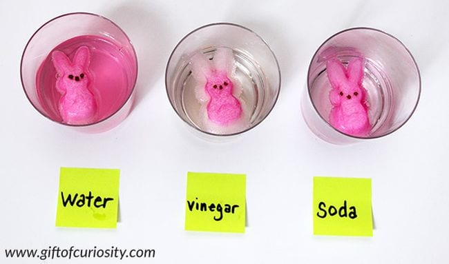 Tres tazas etiquetadas como agua, vinagre y soda, cada una con un conejito rosa de malvaviscos flotando en ellas