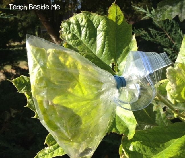 Ramas con hojas cubiertas en una bolsa ziploc (experimento de ciencias de primer grado)