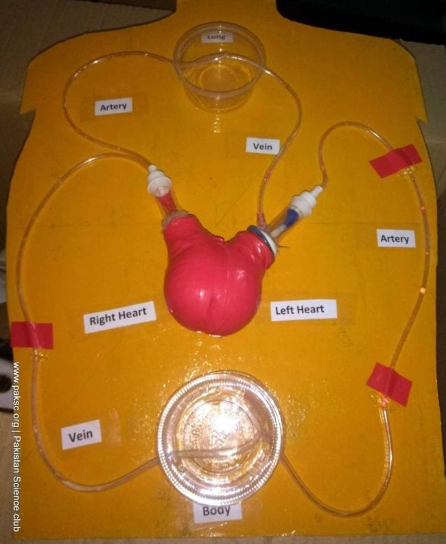 Modelo del sistema circulatorio utilizando tubos, globos y vasos de plástico