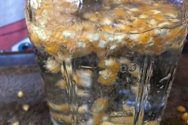 Granos de palomitas de maíz en un frasco de agua, subiendo a la parte superior debido a las burbujas de aire (actividad científica de jardín de infantes)