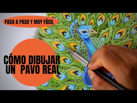 Creación de dibujos realistas de pavo real mediante técnicas de dibujo y coloración.